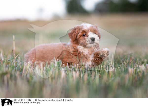 Bolonka zwetna Puppy / JEG-01807