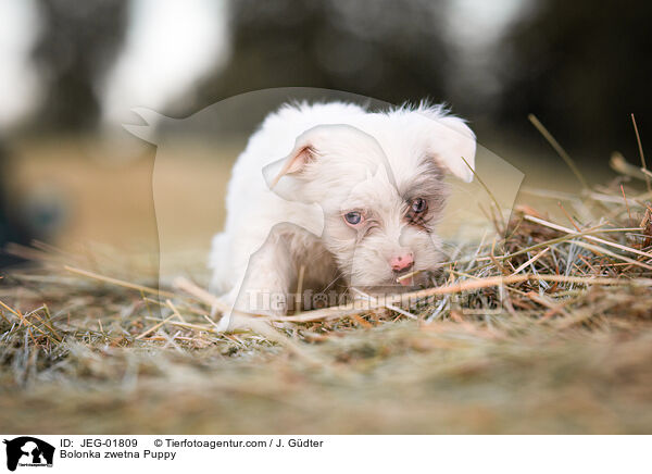 Bolonka zwetna Puppy / JEG-01809
