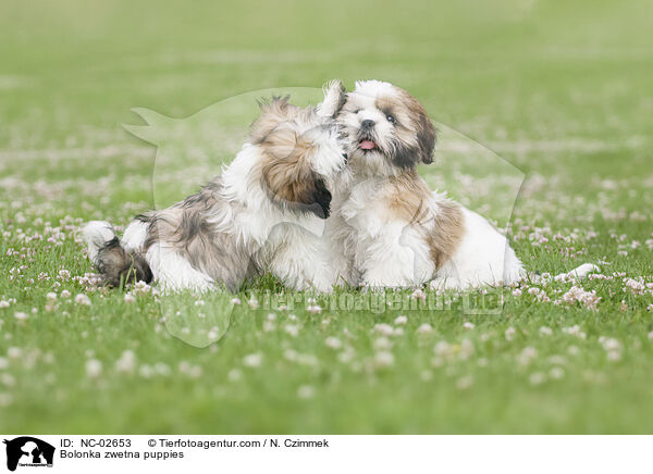 Bolonka zwetna puppies / NC-02653