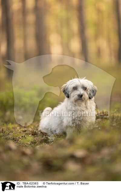 male Bolonka zwetna / TBA-02383