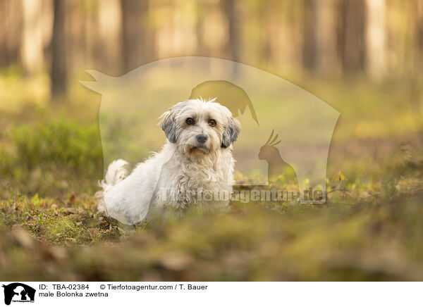 male Bolonka zwetna / TBA-02384