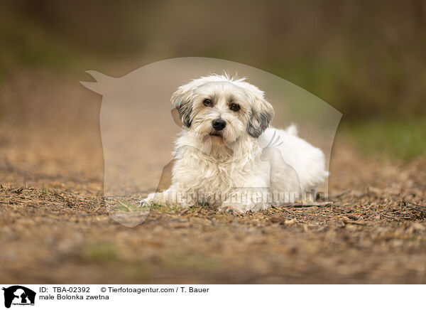 male Bolonka zwetna / TBA-02392