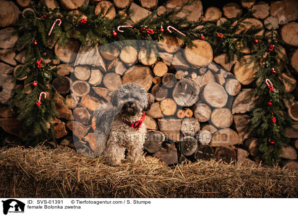Bolonka zwetna Hndin / female Bolonka zwetna / SVS-01391