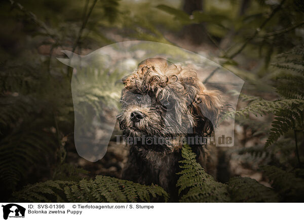 Bolonka zwetna Welpe / Bolonka zwetna Puppy / SVS-01396