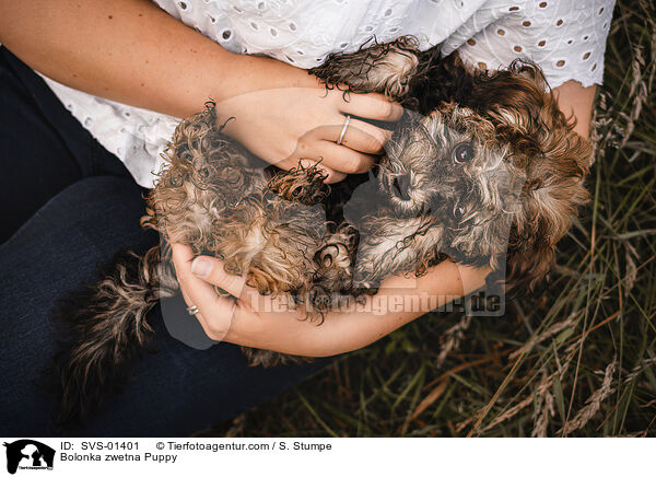 Bolonka zwetna Welpe / Bolonka zwetna Puppy / SVS-01401