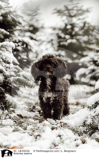 Bolonka zwetna / Bolonka zwetna / LB-02232