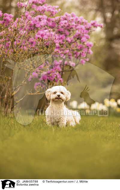 Bolonka zwetna / Bolonka zwetna / JAM-05788