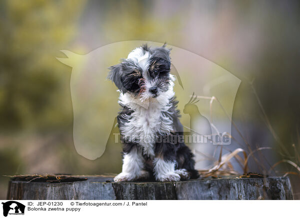 Bolonka zwetna puppy / JEP-01230