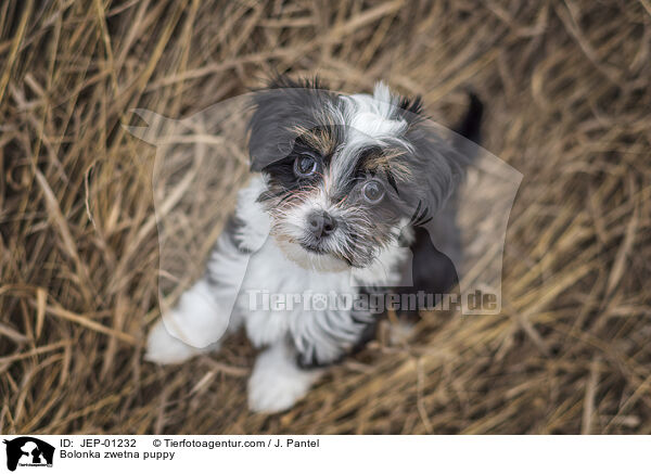 Bolonka zwetna Welpe / Bolonka zwetna puppy / JEP-01232