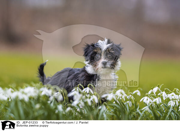 Bolonka zwetna puppy / JEP-01233