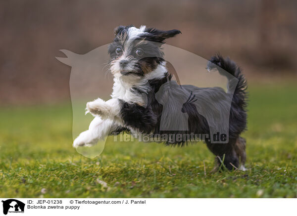 Bolonka zwetna Welpe / Bolonka zwetna puppy / JEP-01238