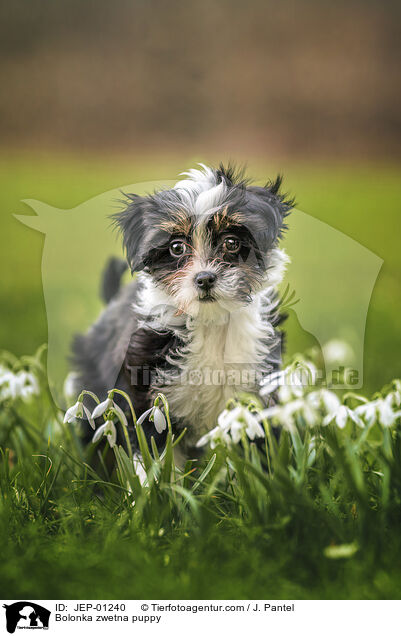 Bolonka zwetna Welpe / Bolonka zwetna puppy / JEP-01240