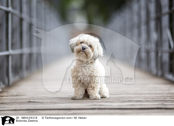 Bolonka Zwetna / Bolonka Zwetna / MAH-04318