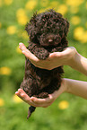 Bolonka zwetna puppy