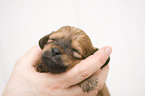 Bolonka zwetna puppy