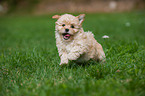 Bolonka zwetna puppy