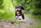 running Bolonka zwetna