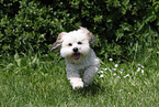 running Bolonka zwetna