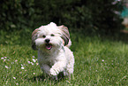 running Bolonka zwetna