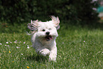 running Bolonka zwetna