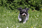 running Bolonka zwetna