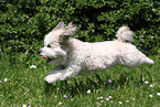running Bolonka zwetna