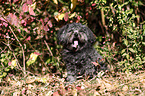 sitting Bolonka Zwetna