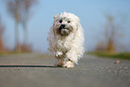 running Bolonka Zwetna