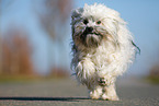running Bolonka Zwetna
