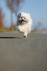 running Bolonka Zwetna