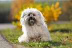 sitting Bolonka Zwetna