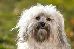 Bolonka Zwetna Portrait