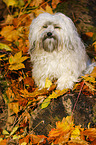sitting Bolonka Zwetna