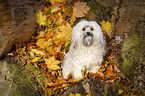 sitting Bolonka Zwetna