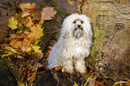 sitting Bolonka Zwetna
