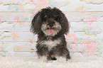 sitting Bolonka zwetna
