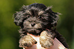 Bolonka zwetna Puppy