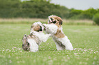 playing Bolonka Zwetna