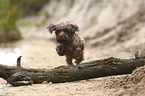running Bolonka Zwetna