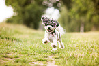 running Bolonka zwetna