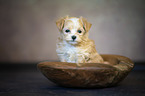 Bolonka zwetna Puppy