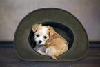 Bolonka zwetna Puppy