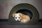 Bolonka zwetna Puppy