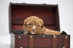 Bolonka Zwetna puppy