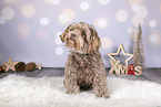 Bolonka Zwetna in Christmas decoration
