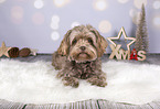 Bolonka Zwetna in Christmas decoration