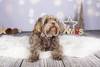 Bolonka Zwetna in Christmas decoration