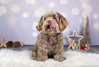 Bolonka Zwetna in Christmas decoration