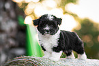 Bolonka zwetna Puppy