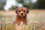 Bolonka zwetna Puppy